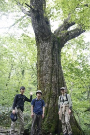樹齢600年のミズナラの大木