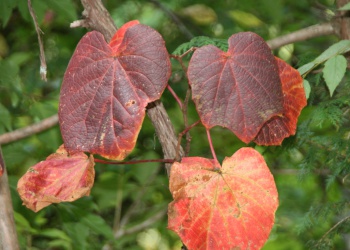 ヤマブドウの紅葉